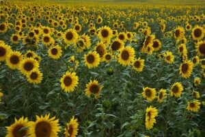 Lee más sobre el artículo El año de los girasoles