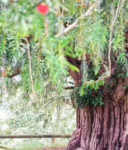 Lee más sobre el artículo El tejo: el árbol sagrado que inspiró La noche que sonaron las campanas